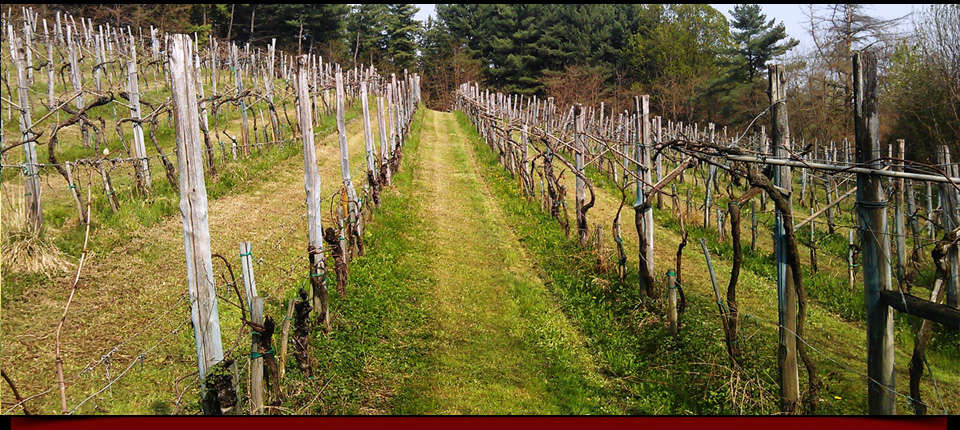 La vigna