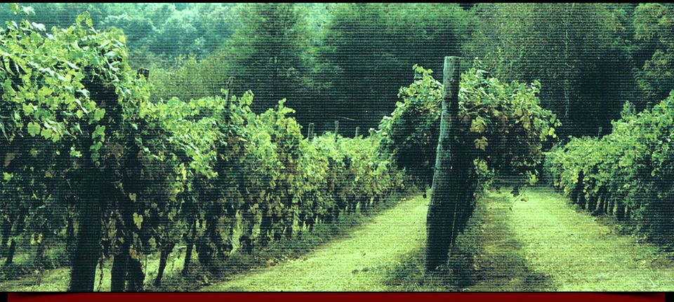 La vigna