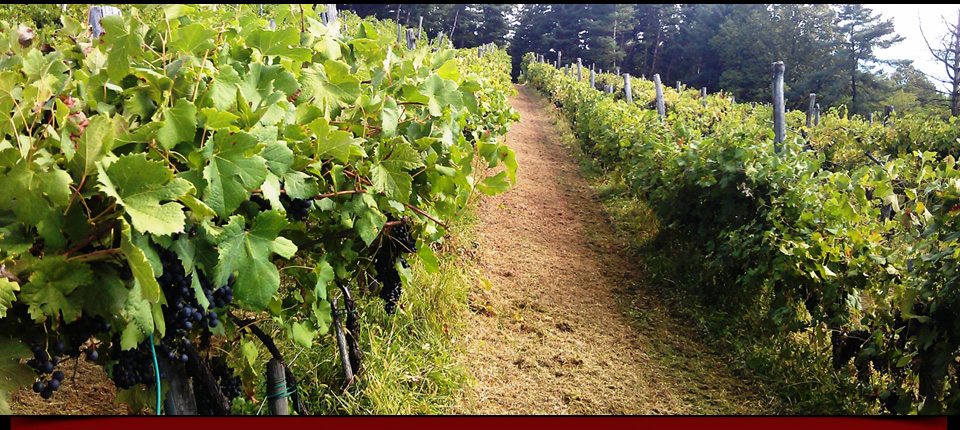 La vigna
