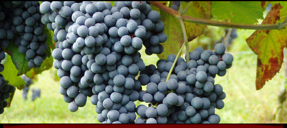 La vigna