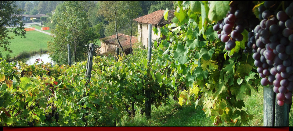 La vigna