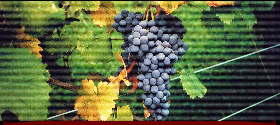 La vigna