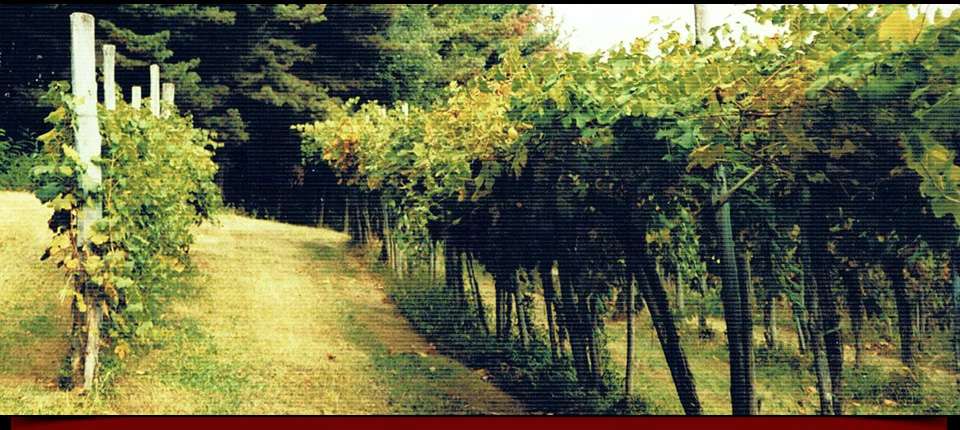 La vigna