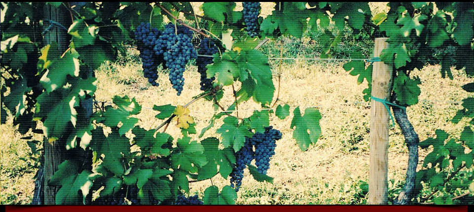 La vigna